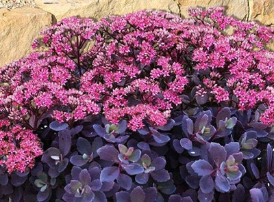 PLUM DAZZLED