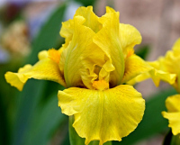SPRING IS HERE