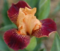 AMBERSAND