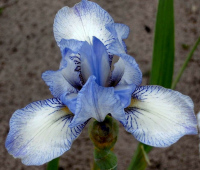 STITCHED IN BLUE