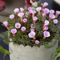 versicolor AUTUMN PINK