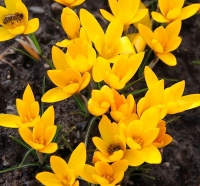 oliveri ssp. oliveri TURECKO