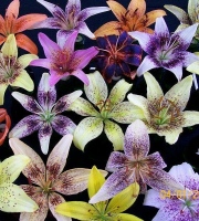 KOLEKCE LA TANGO HYBRIDŮ