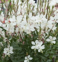 ELURRA WHITE