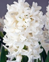 WHITE IDEAL