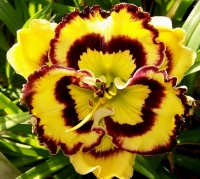 PANSY FACE CHARMER