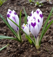 heuffelianus SHOCWAVE