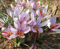 cartwrightianus creticus