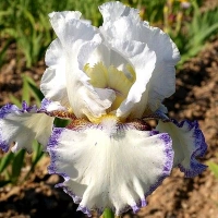 CRÈME FOUETTÉE