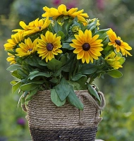 SUNBECKIA MAYA