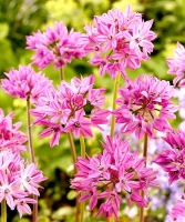 oreophyllum BALTIMORE