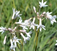 violacea alba