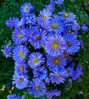 BLAUE LAGUNE