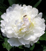 WHITE SUPREME