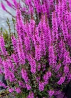 LUMINARA LILAC