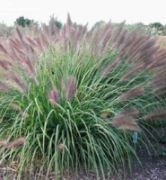 NATIONAL ARBORETUM