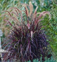 RUBRUM