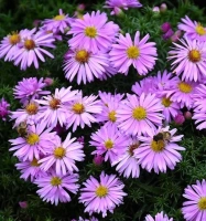 WOOD‘S PINK