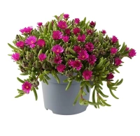 COPERII FUCHSIA DELMARA