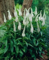 WHITE JOLANDA