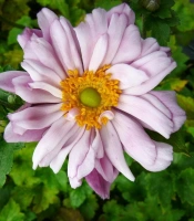 MONT-ROSE