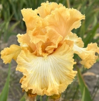 APRICOT BLONDE