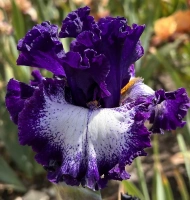 MAGICAL BLUE DEEP
