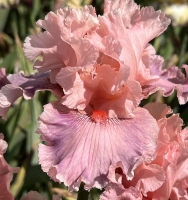 STARRED PINK