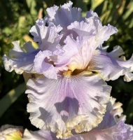 VIOLET DIAMOND
