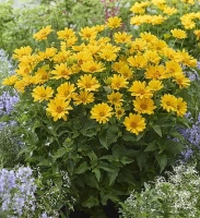 ORIOLE SINGLE YELLOW