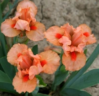 HOT ORANGE