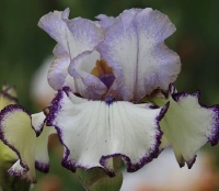 LAVENDER WHIRL