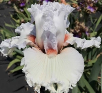 PALOMA BLANCA