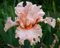 PEACH DREAM