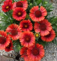 SPIN TOP RED