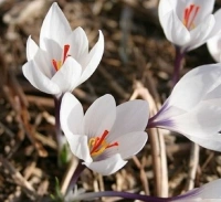 cartwrightianus MICHAEL