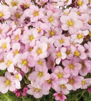 ICE COLOURS APPLEBLOSSOM