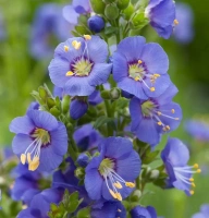 jirnice BAMBINO BLUE