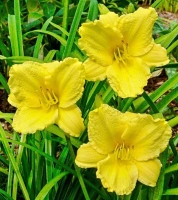 BLOMFINITY SUNNYVALE