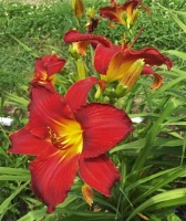 BLOMFINITY UNSTOPPABLE RED