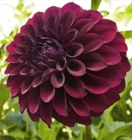 DESTINY’S DARKNESS