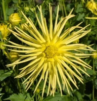 GRYSON’S YELLOW SPIDER