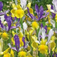 SMĚS MYSTARIOUS RAINBOW