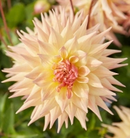 PENHILL AUTUMN SHADE