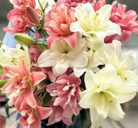 KOLEKCE LA BUTTERFLY HYBRIDŮ