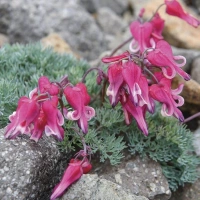 eximia STUART BOOTHMAN