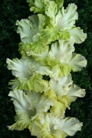 TRAVUŠKA MARAVUŠKA