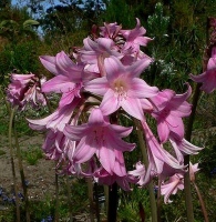amaryllis belladonna