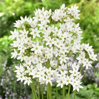 hyacinthina
