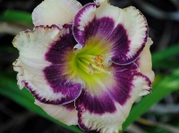 CRYSTAL PINOT